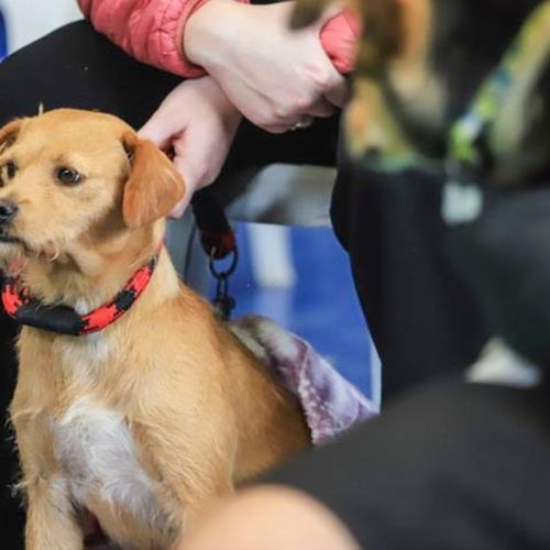 Curitiba oferece 5.700 vagas para castrações gratuitas de cães e gatos
