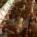 Doença de Newcastle é identificada em estabelecimento avícola no RS; aves serão erradicadas