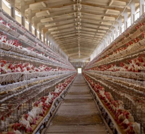 Nações flexibilizam restrições e relaxam medidas contra a gripe das aves